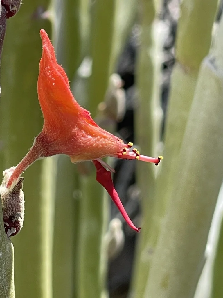Pedilanthus Macrocarpus