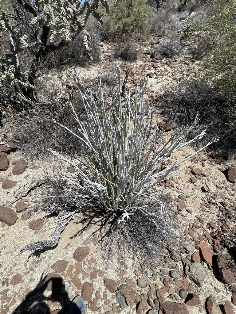 Pedilanthus Macrocarpus