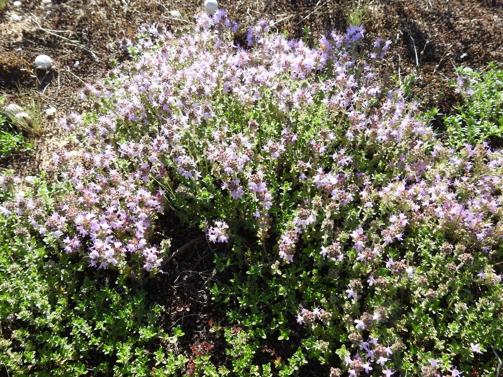 Thymus Serpyllum