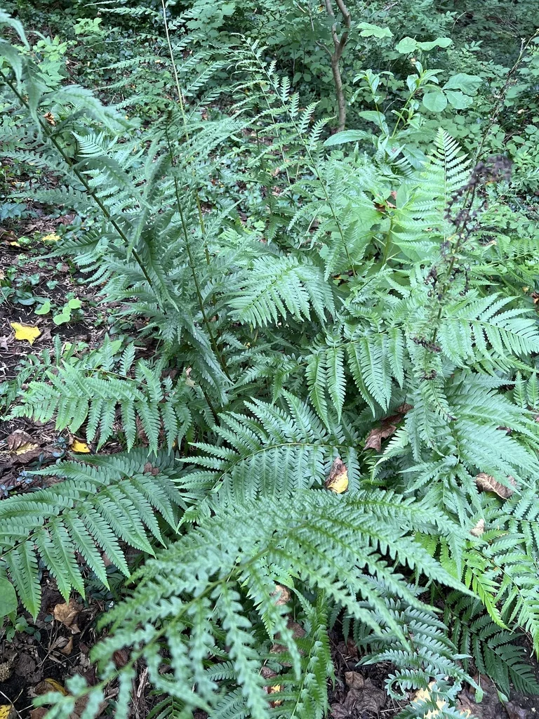 Dryopteris X Australis