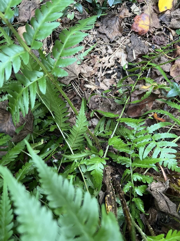 Dryopteris X Australis