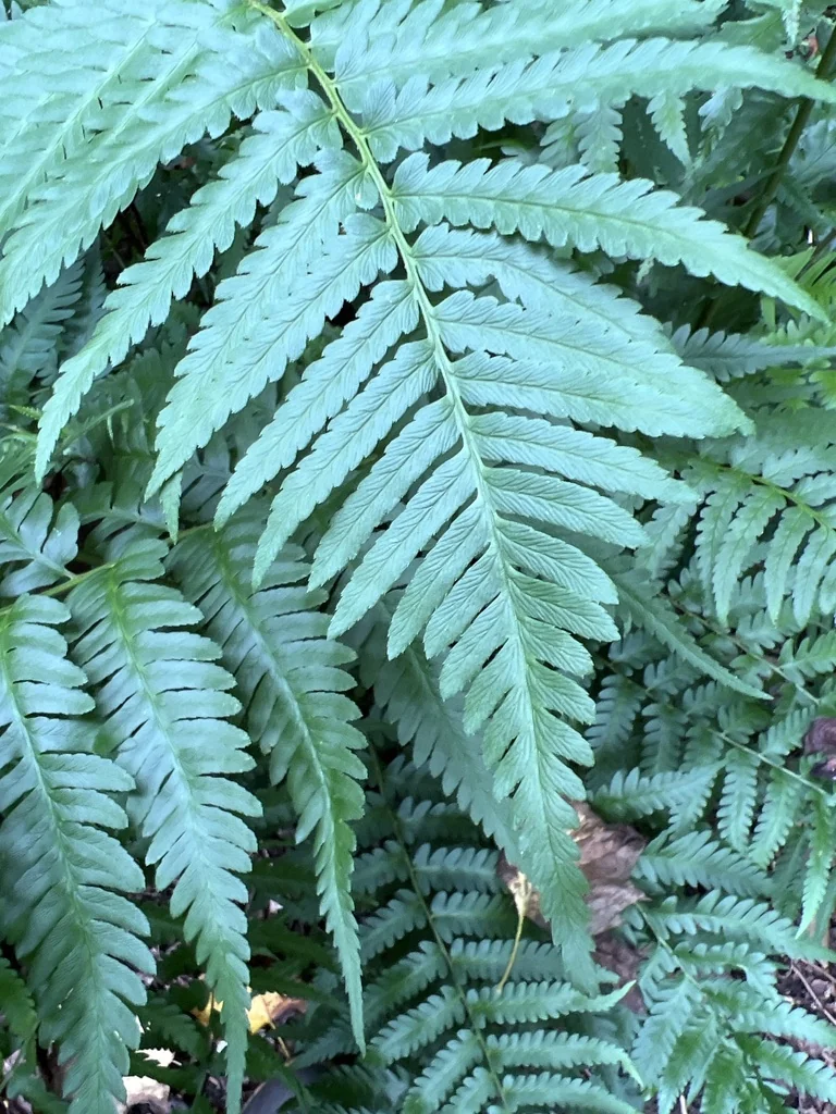 Dryopteris X Australis