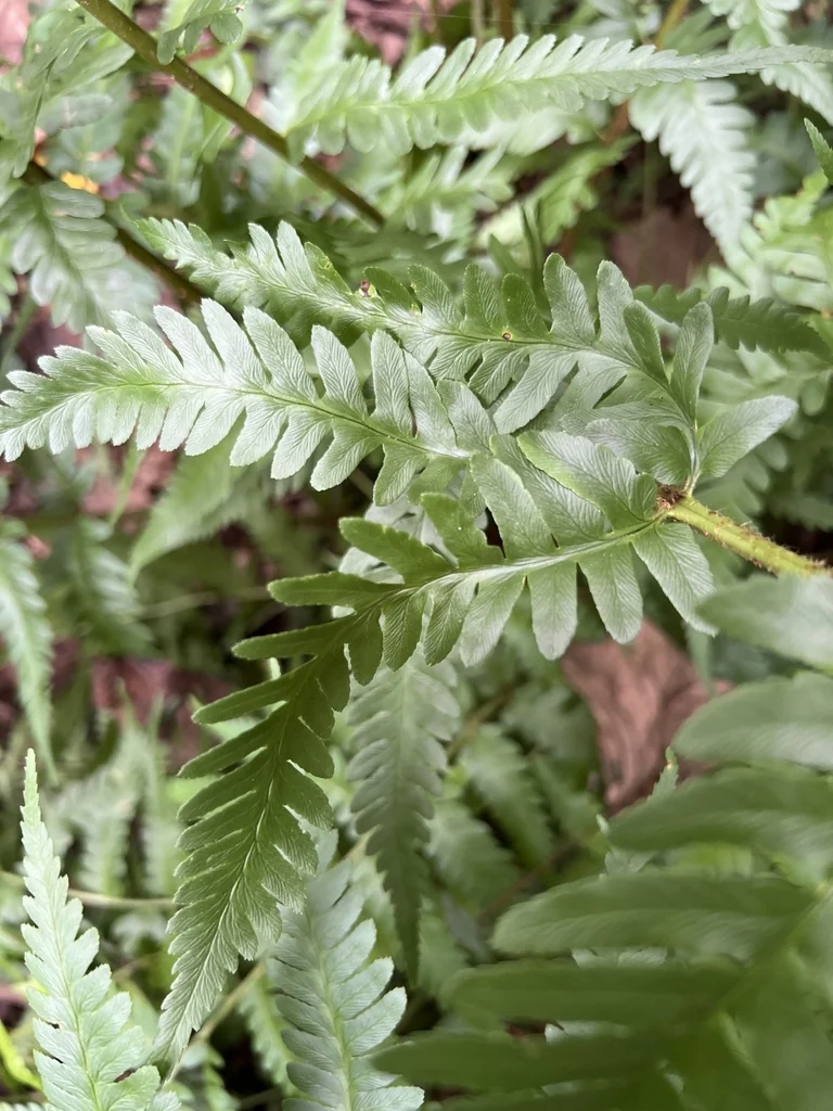 Dryopteris X Australis