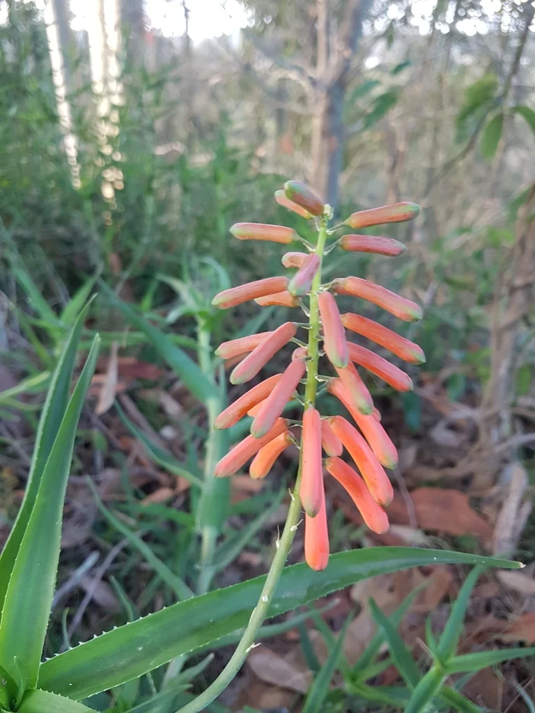 Aloe Ciliaris