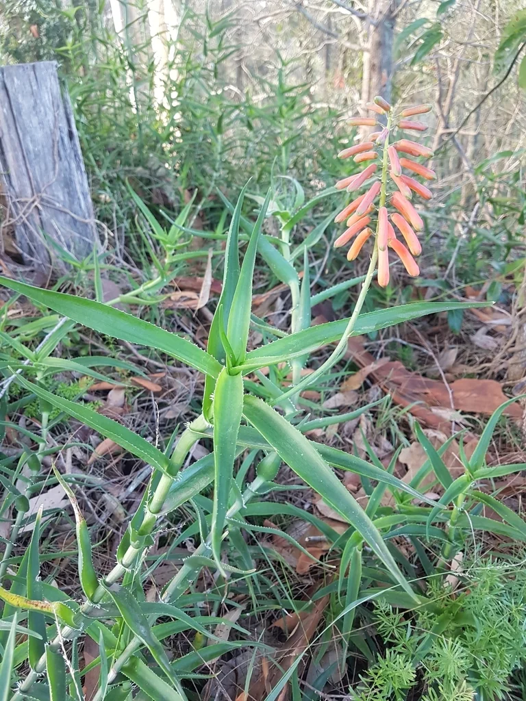 Aloe Ciliaris