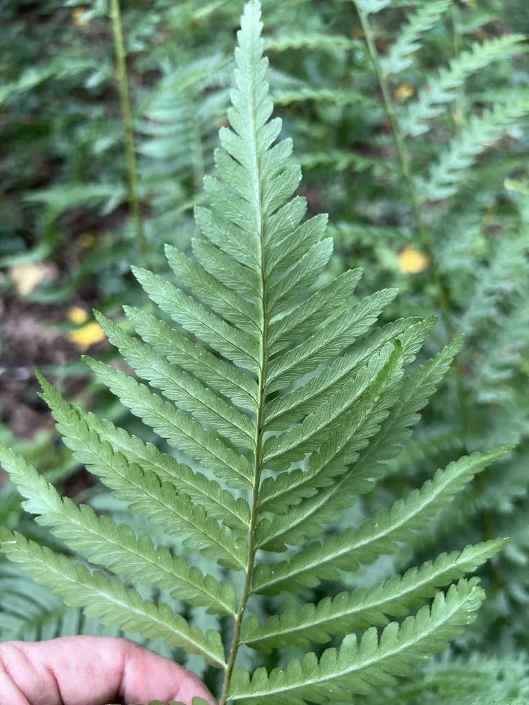 Dryopteris X Australis