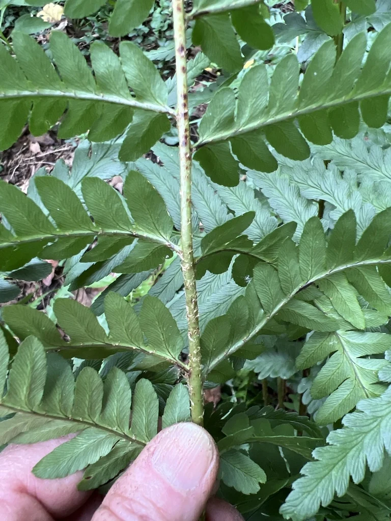 Dryopteris X Australis