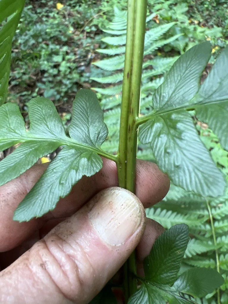 Dryopteris X Australis