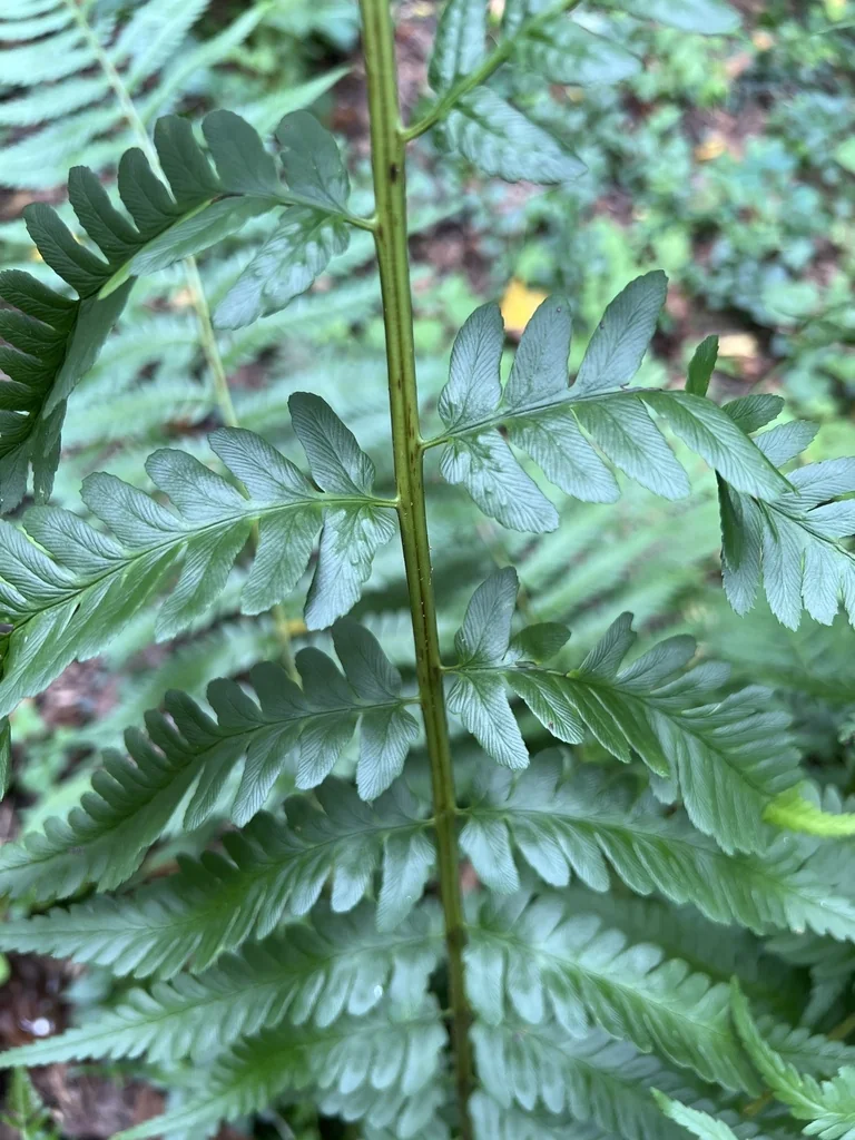Dryopteris X Australis