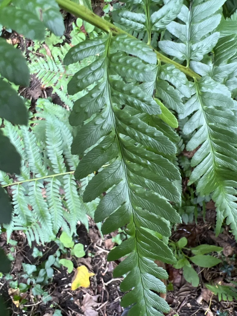 Dryopteris X Australis