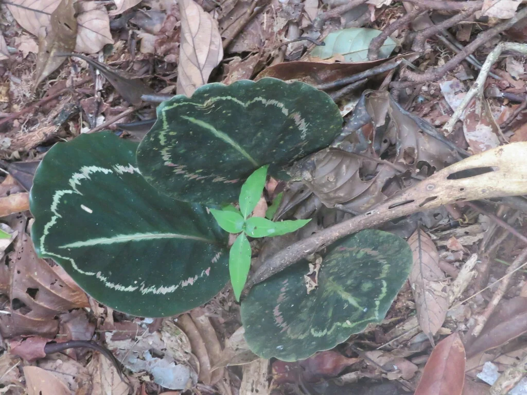 Calathea roseopicta