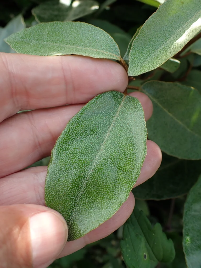 Elaeagnus X Ebbingei