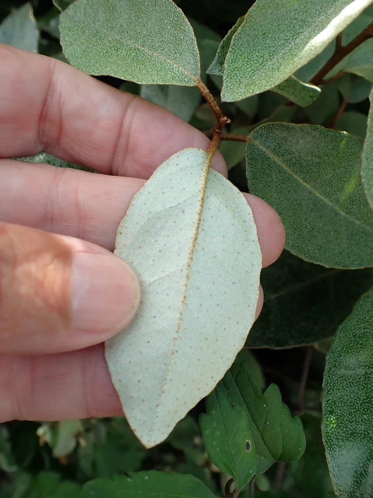 Elaeagnus X Ebbingei
