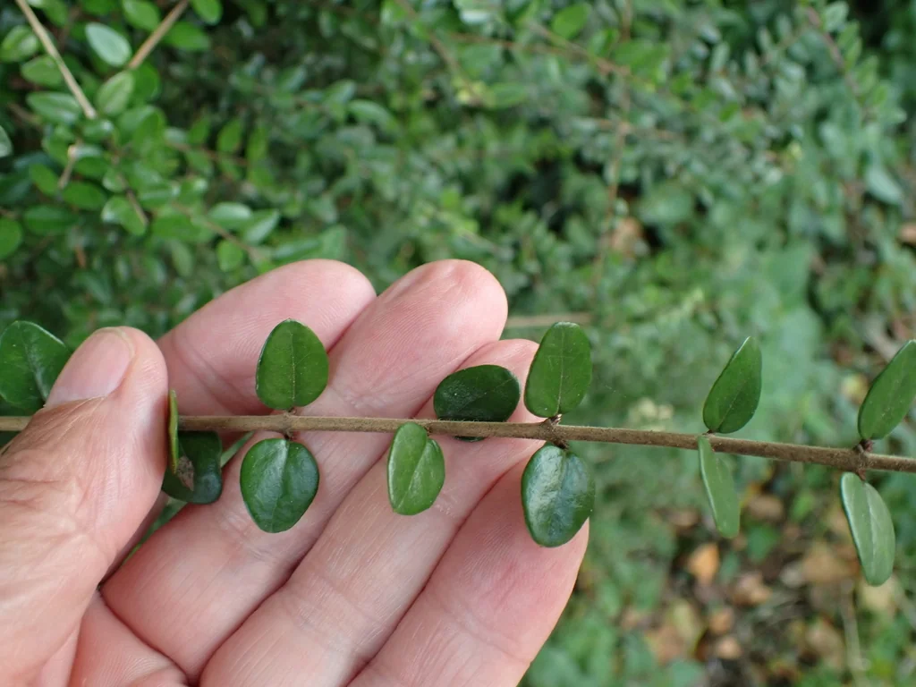Lonicera Nitida