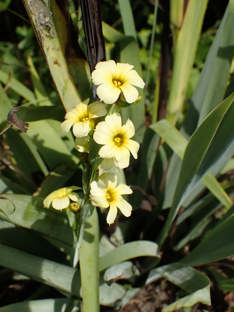 Sisyrinchium Striatum