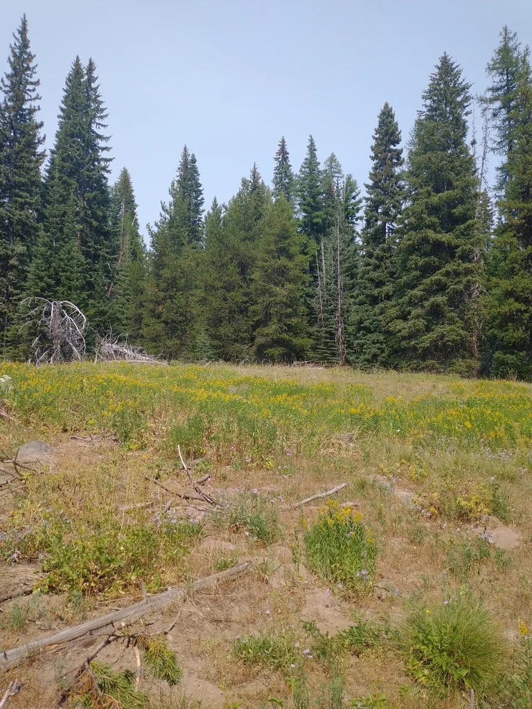 Solidago Canadensis Ssp. Elongata