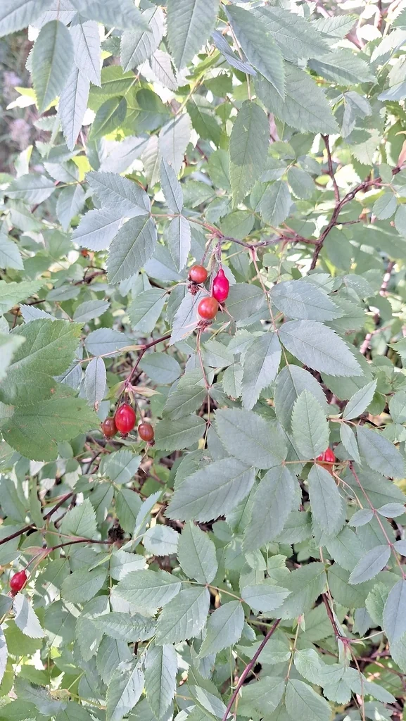 Rosa Glauca