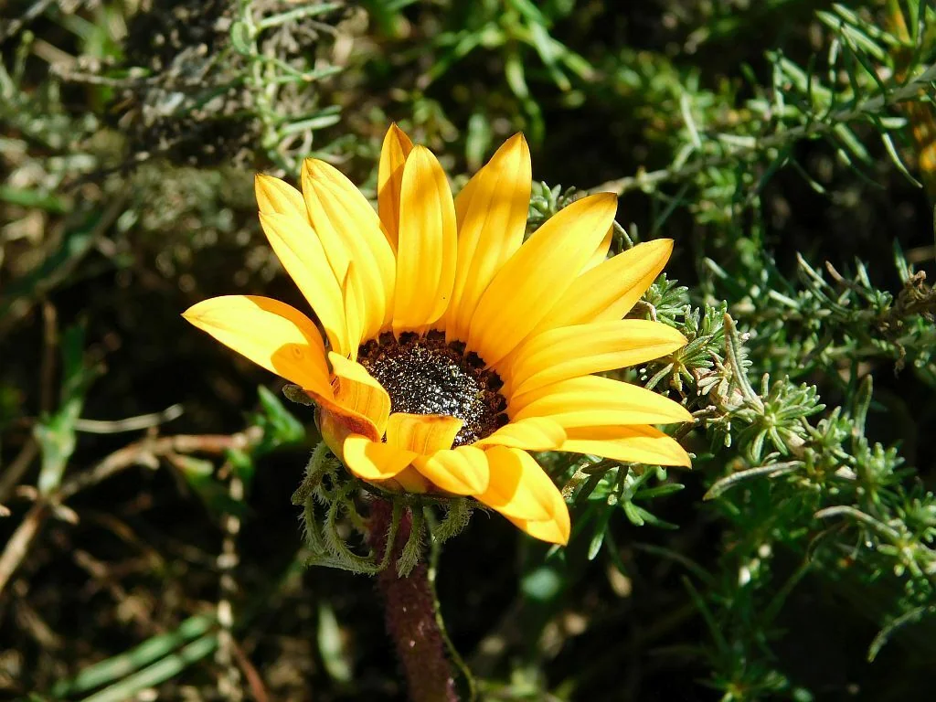 Arctotis Acaulis