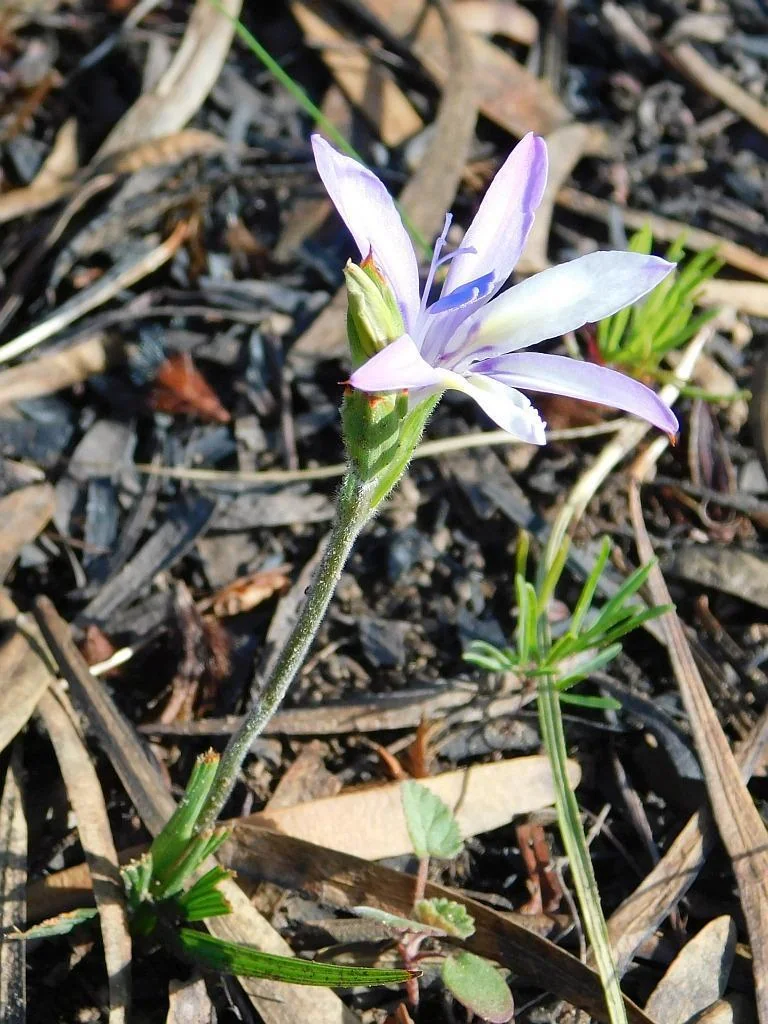 Babiana Stricta