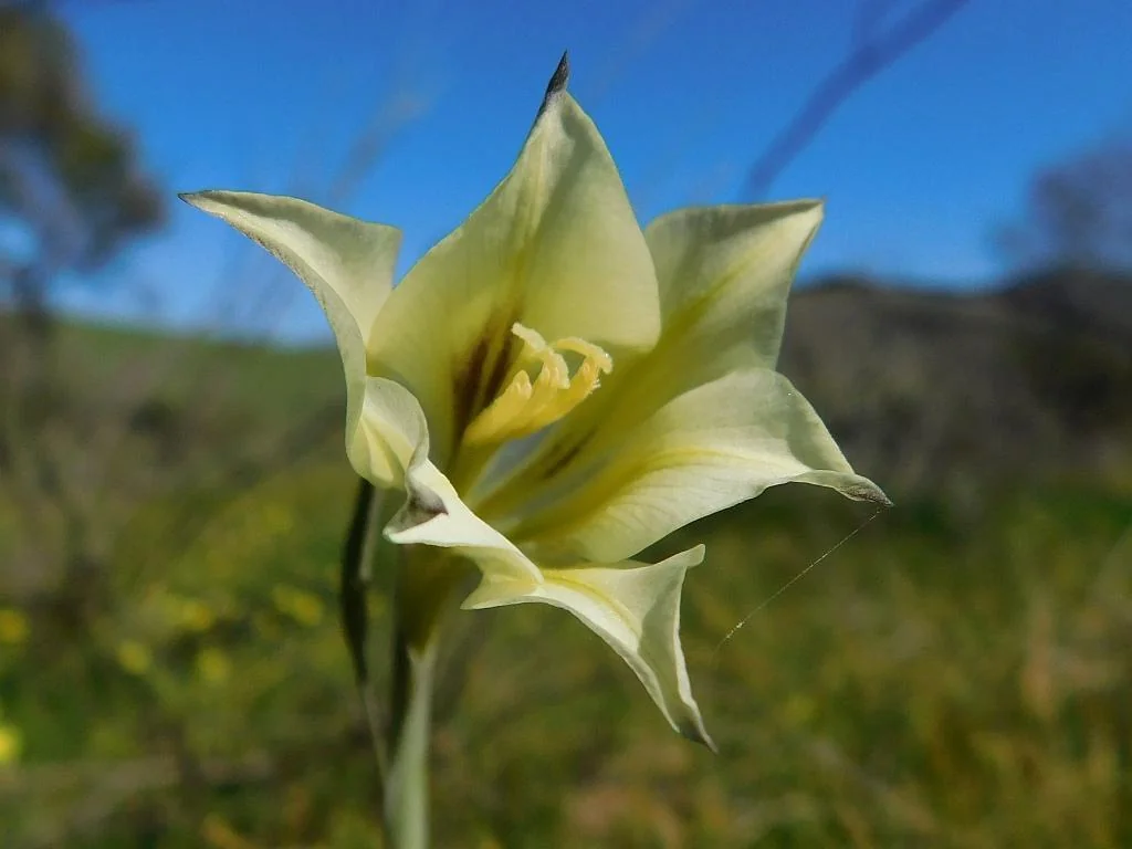 Gladiolus Tristis