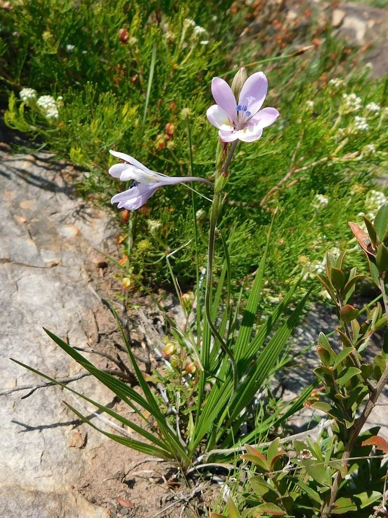 Babiana Stricta