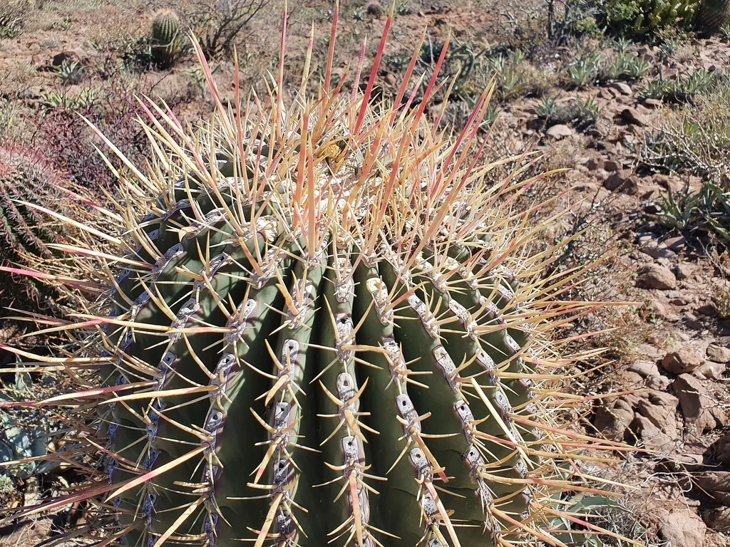 Ferocactus Emoryi Ssp. Rectispinus