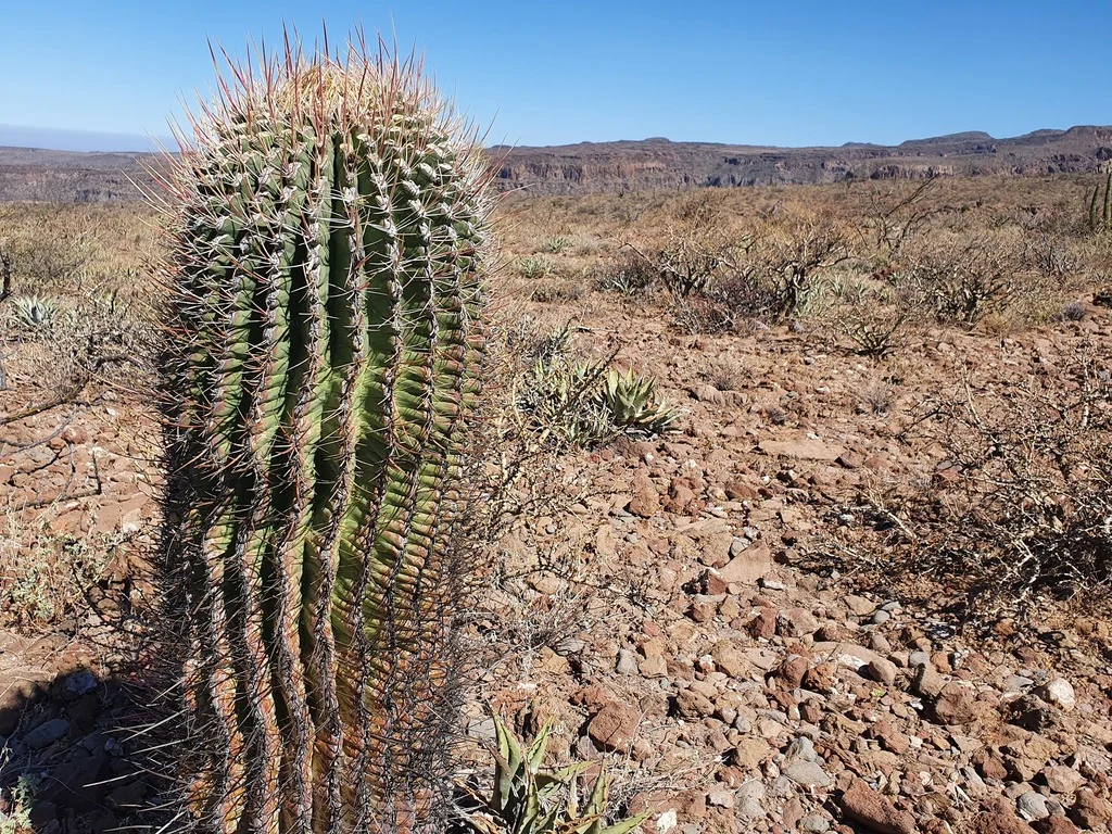 Ferocactus Emoryi Ssp. Rectispinus