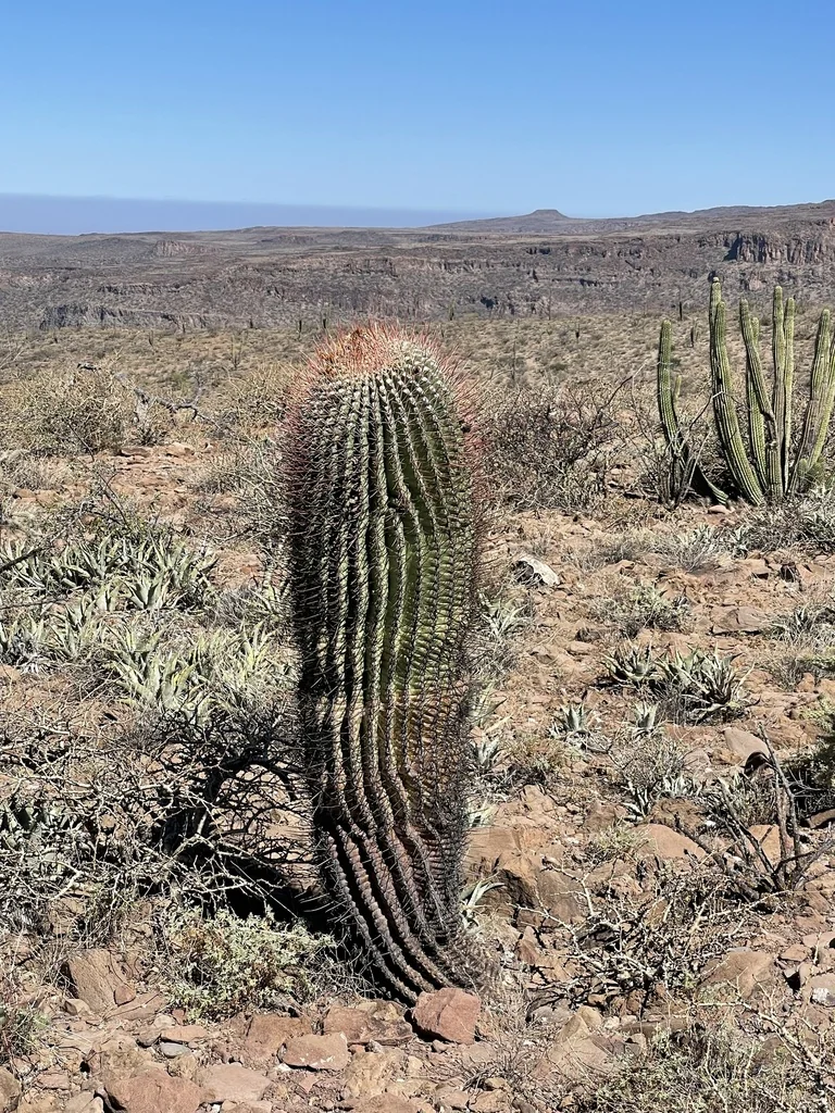 Ferocactus Emoryi Ssp. Rectispinus