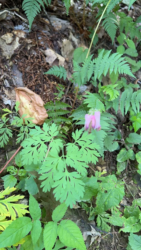 Dicentra Eximia