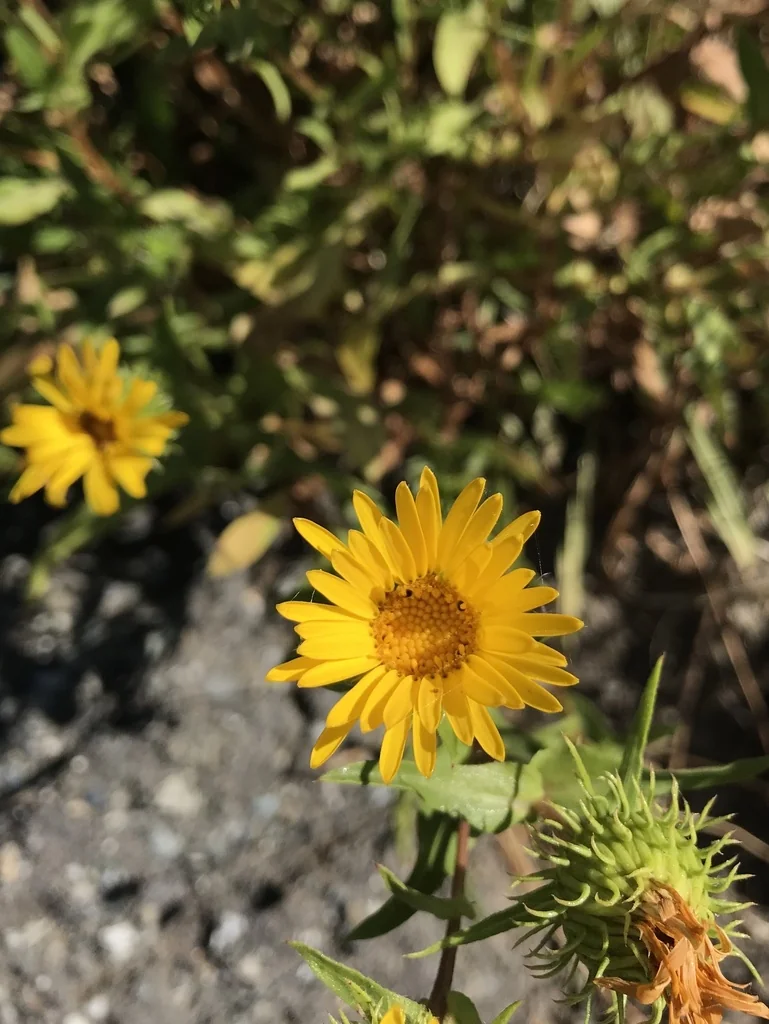 Grindelia Integrifolia