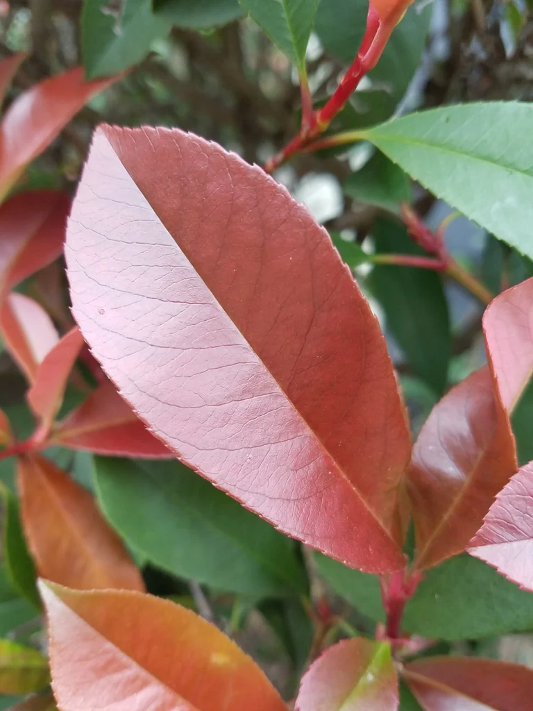 Photinia X Fraseri