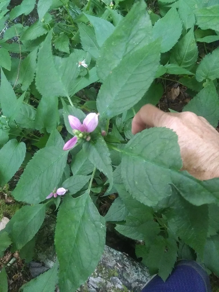 Chelone Lyonii
