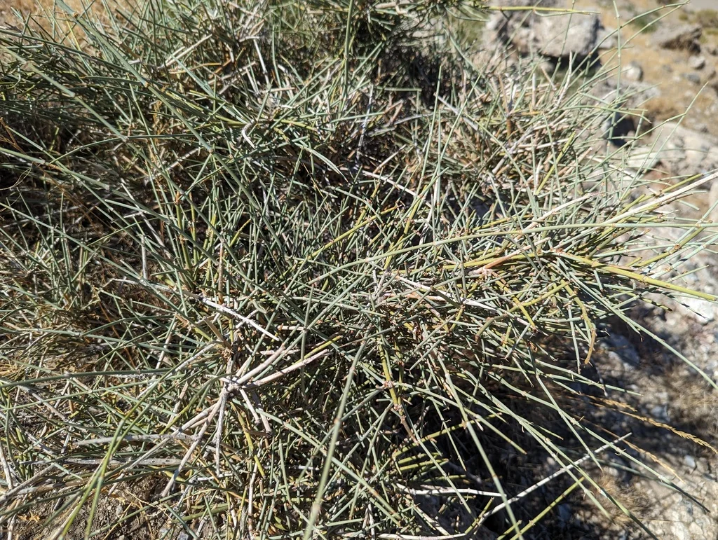 Ephedra Nevadensis