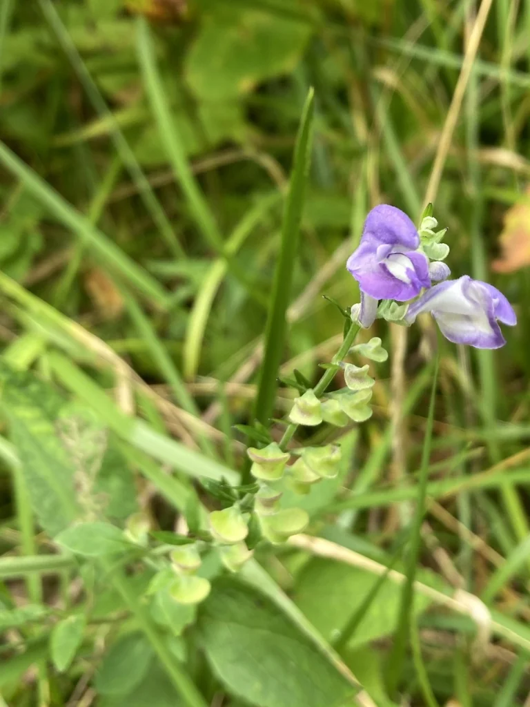 Scutellaria Incana