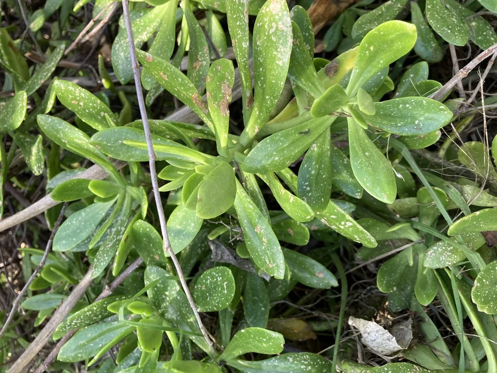 Sedum Praealtum