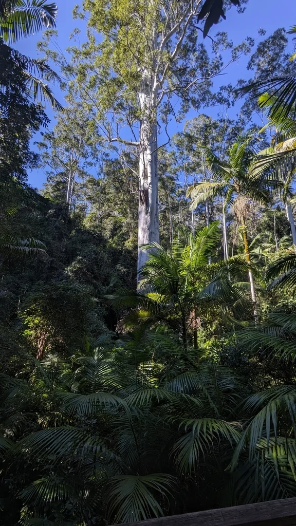 Eucalyptus grandis