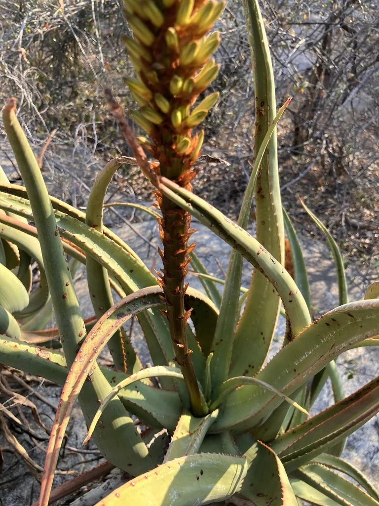 Aloe Spicata