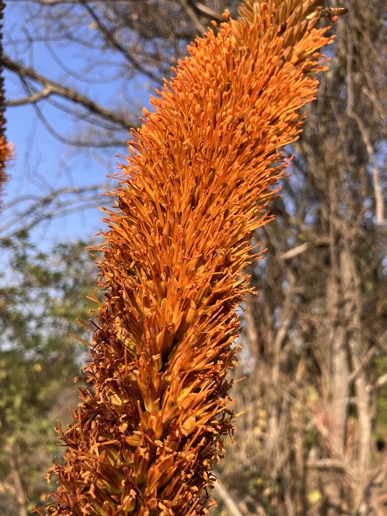 Aloe Spicata