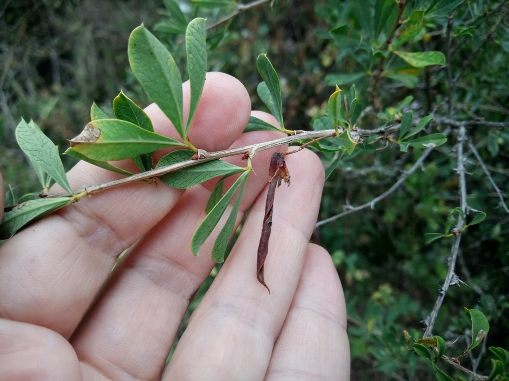 Caragana frutex