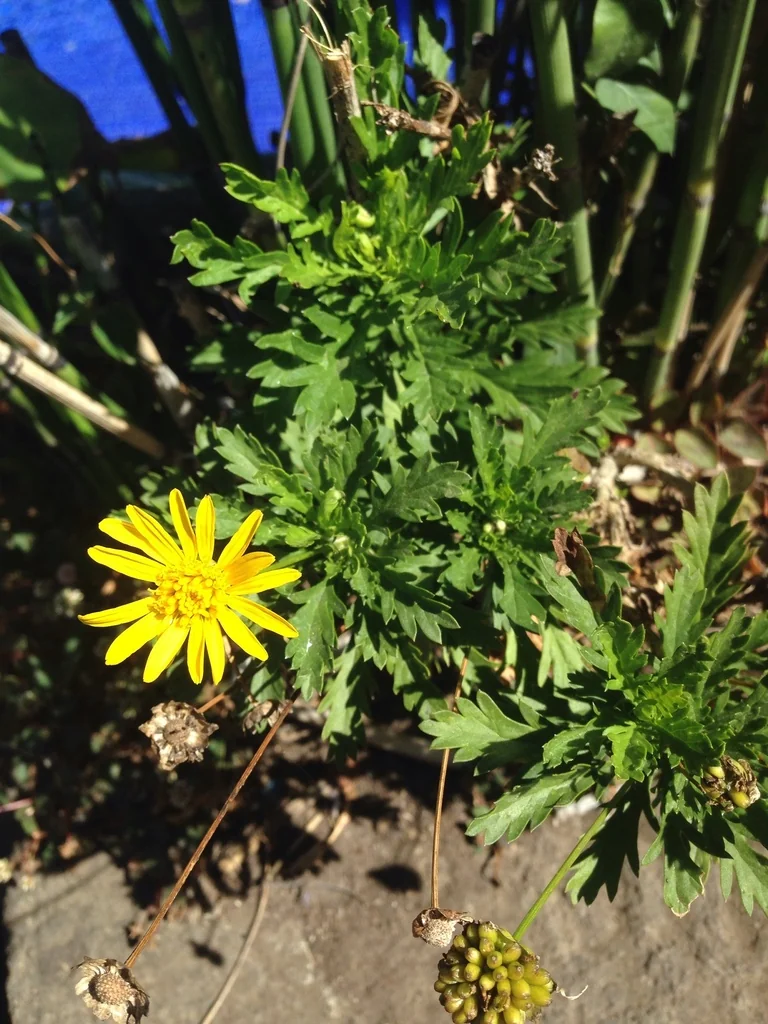 Euryops Chrysanthemoides