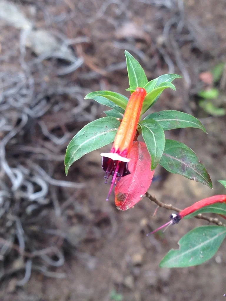 Cuphea ignea