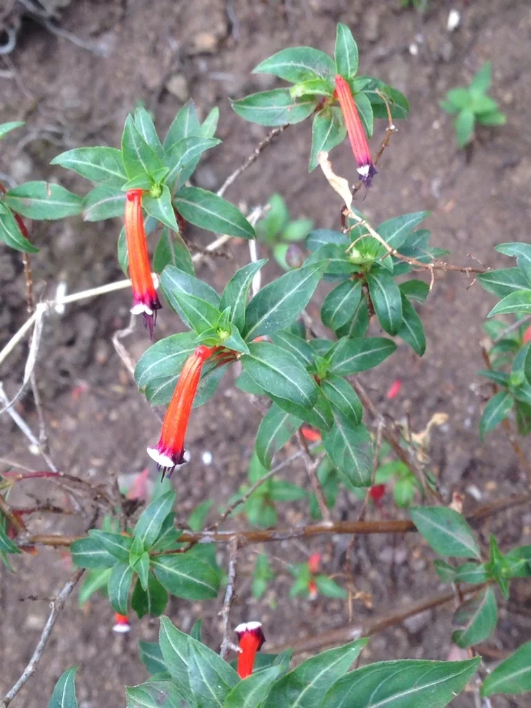 Cuphea ignea