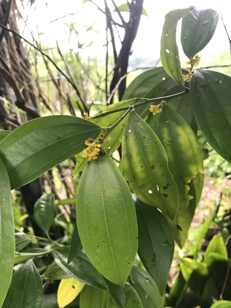 Cocculus Laurifolius