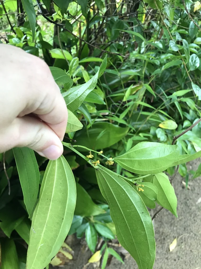 Cocculus Laurifolius
