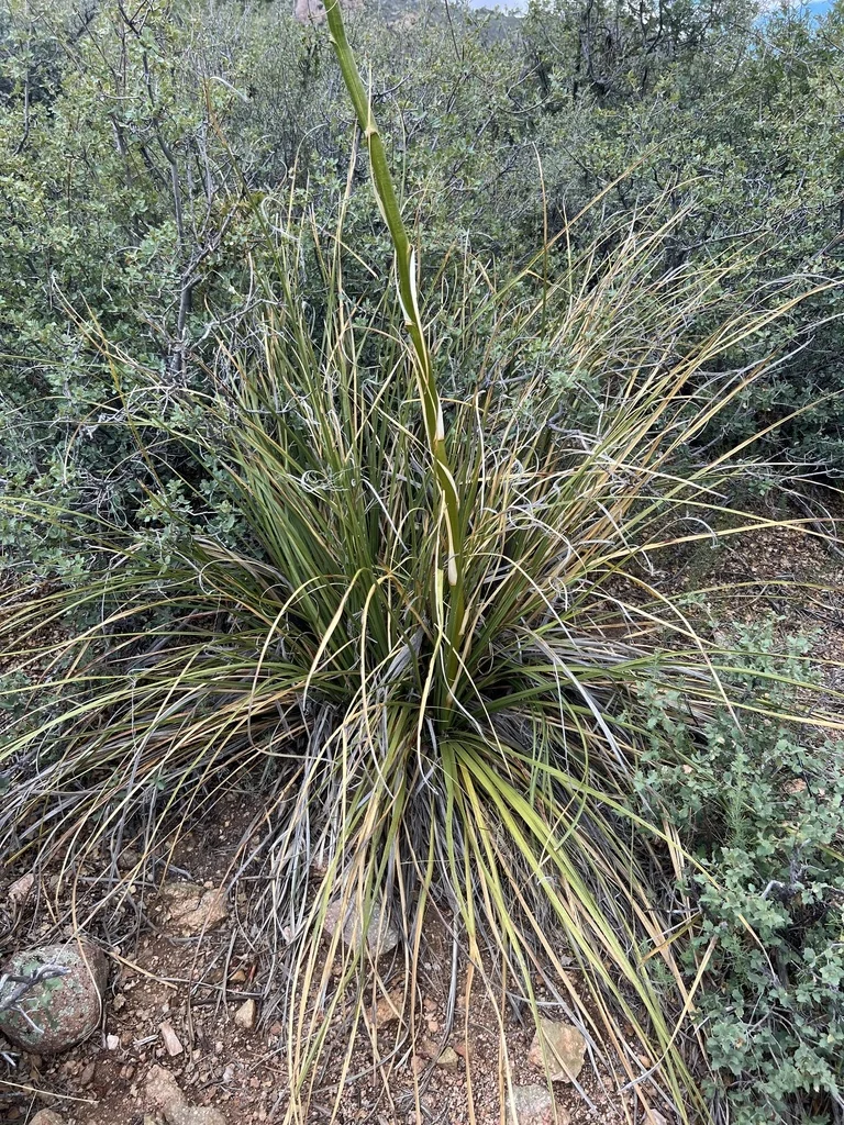 Nolina microcarpa