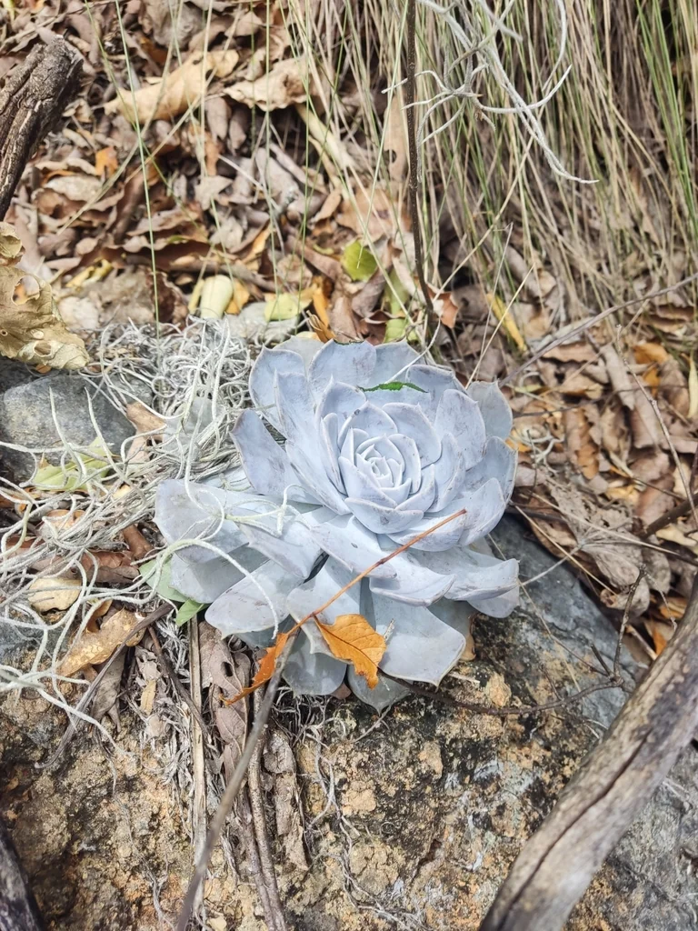 Echeveria Lilacina