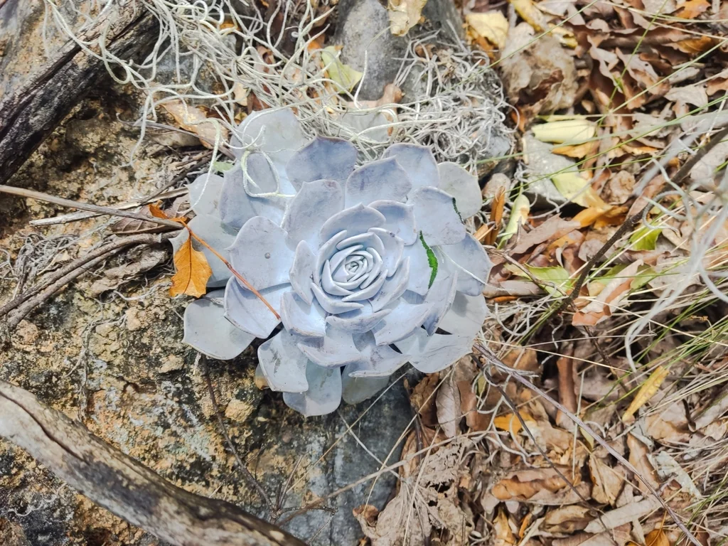 Echeveria Lilacina