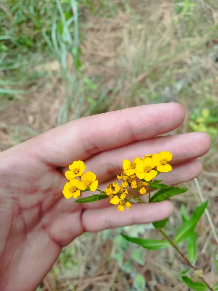 Tagetes Lucida