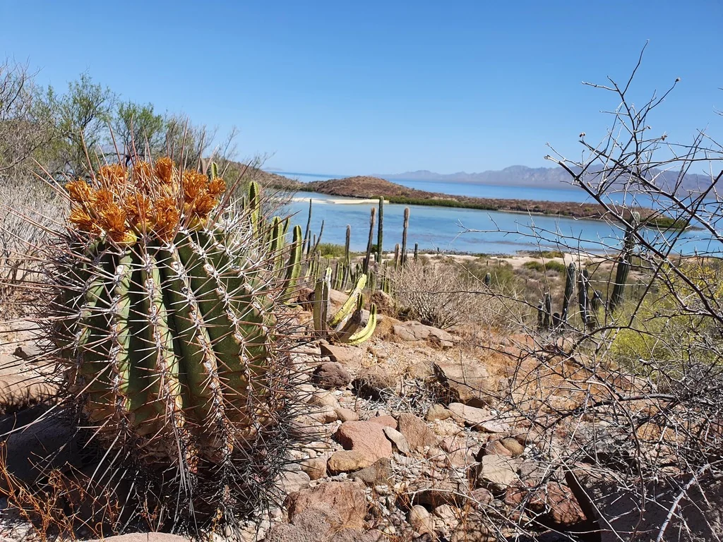 Ferocactus Emoryi Ssp. Rectispinus