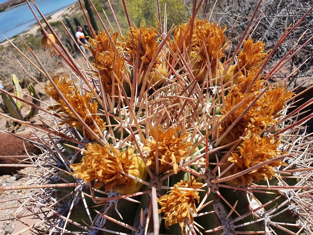Ferocactus Emoryi Ssp. Rectispinus